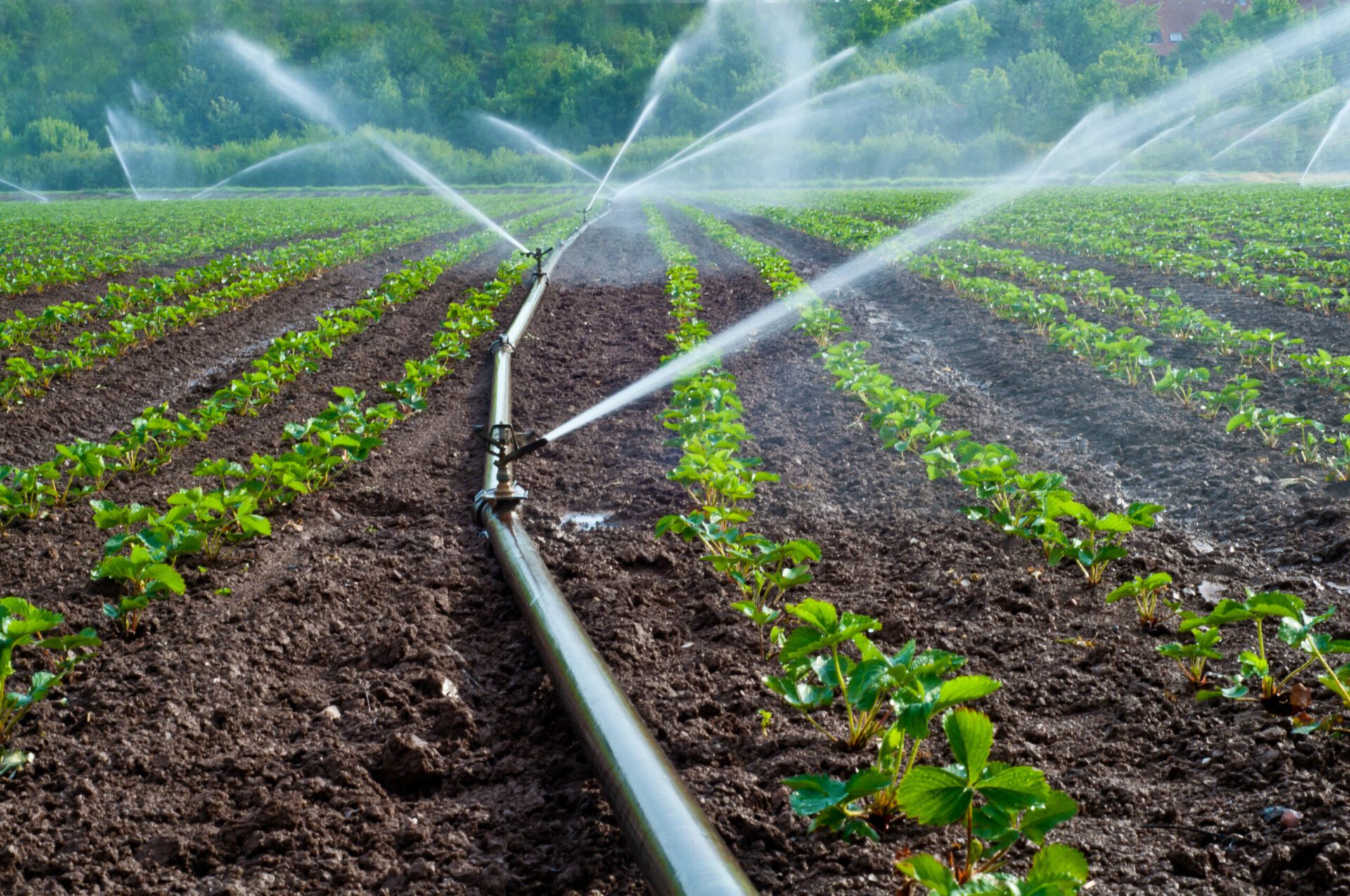 How to Save Water in the Agricultural Industry - Brightwater