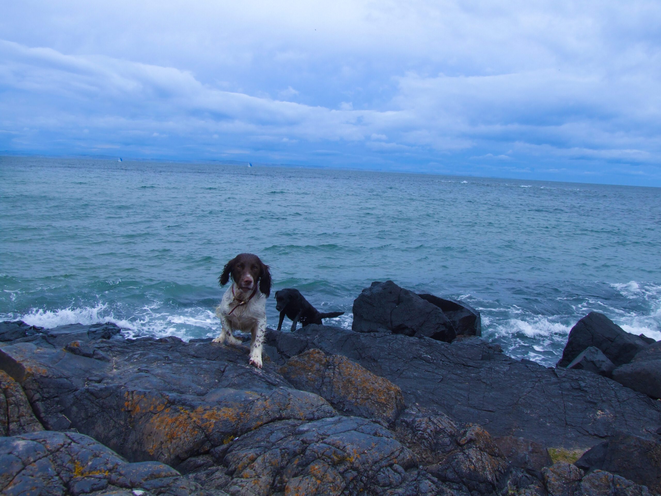 The Best Local East Lothian Beaches. Yellowcraig Beach
