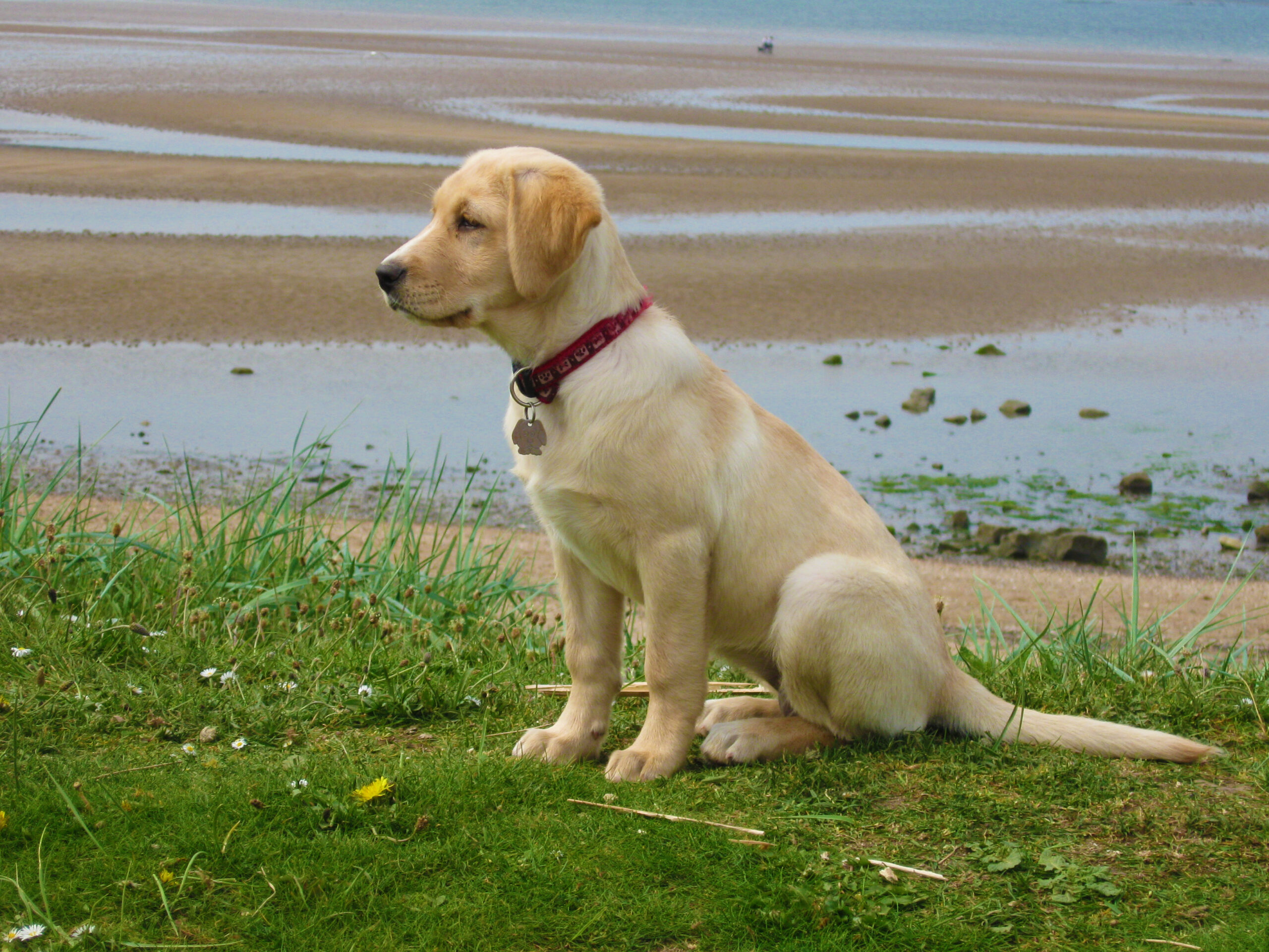 The Beast Local East Lothian Beaches. Seton Sands Beach